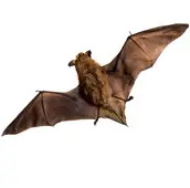 bat removal havelock