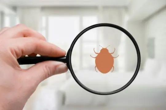 bed bug inspection norwood