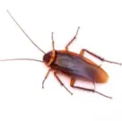 cockroach exterminator norwood