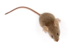 mouse exterminator norwood