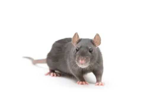 rat exterminator norwood