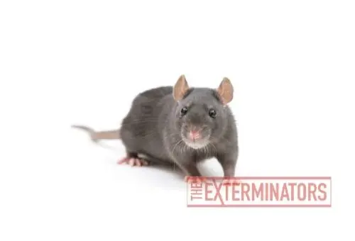 rat infestation norwood