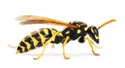 wasp removal norwood